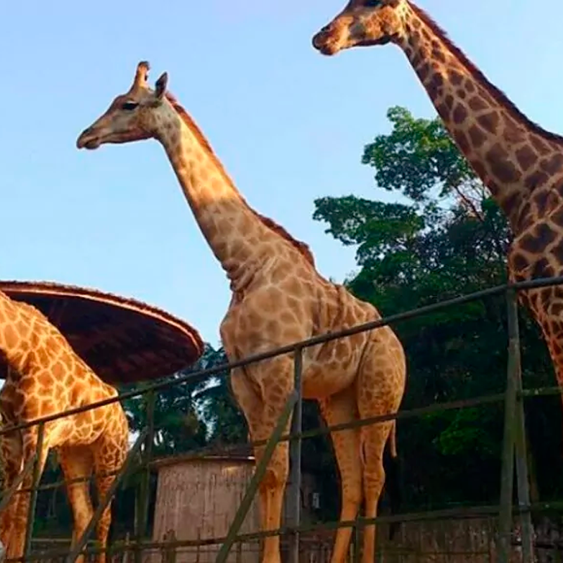 10 lugares pra visitar em São Paulo: Zoológico (Foto: Reprodução)
